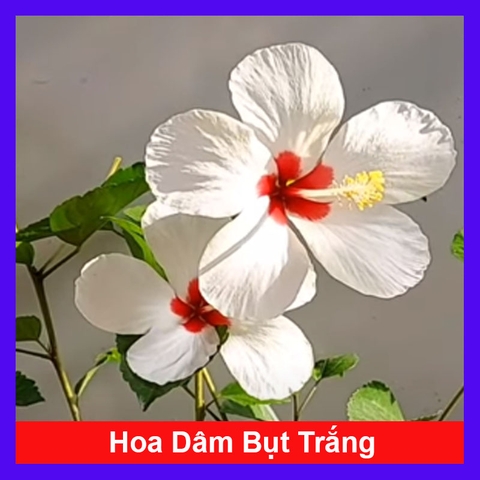 Cây Dâm Bụt Trắng