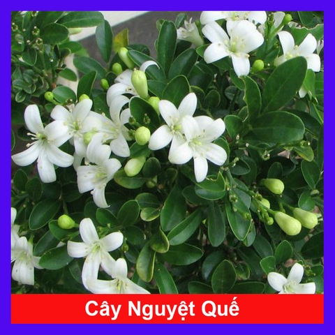 Cây Nguyệt Quế (Nhỏ)