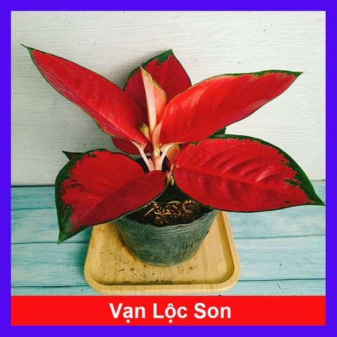 Cây Vạn Lộc Son