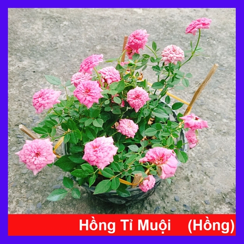Cây Hồng Tỉ Muội Hồng