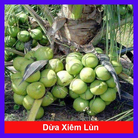 Cây Dừa Xiêm Lùn