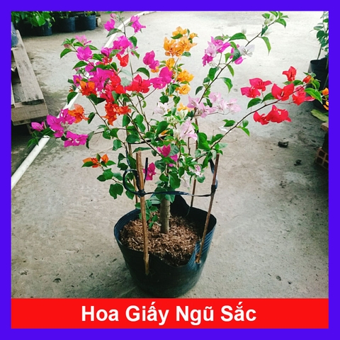 Cây Giấy Ngũ Sắc (Lớn)
