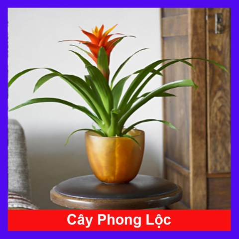 Cây Phong Lộc (Đỏ)