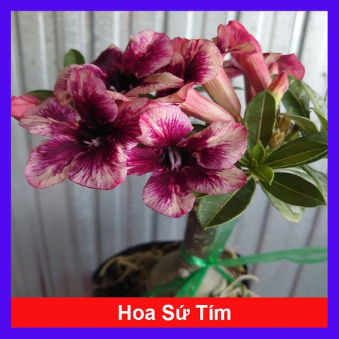 Cây Sứ Tím