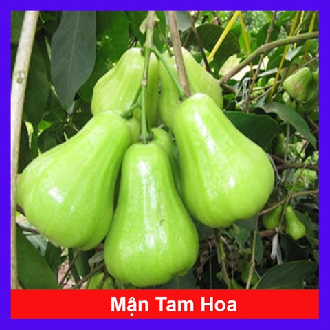 Cây Mận Tam Hoa