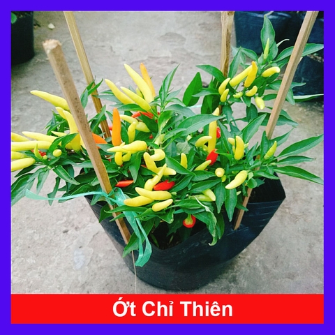 Cây Ớt Chỉ Thiên