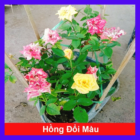 Cây Hồng Đổi Màu