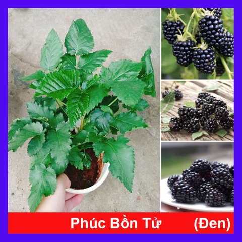 Cây Phúc Bồn Tử