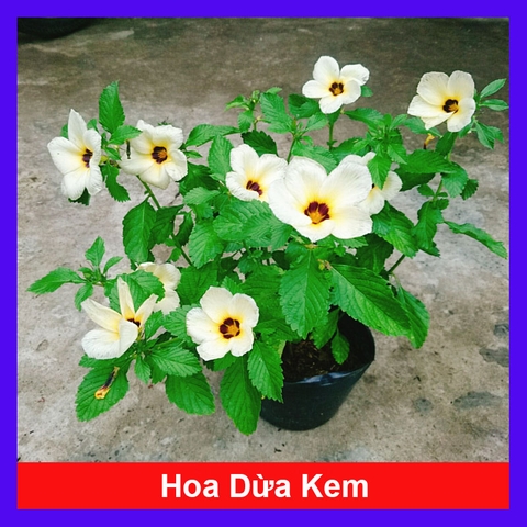 Cây Hoa Dừa Kem