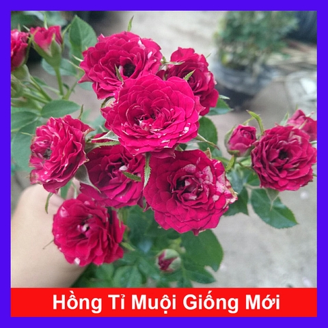 Cây Hồng Tỉ Muội Giống Mới