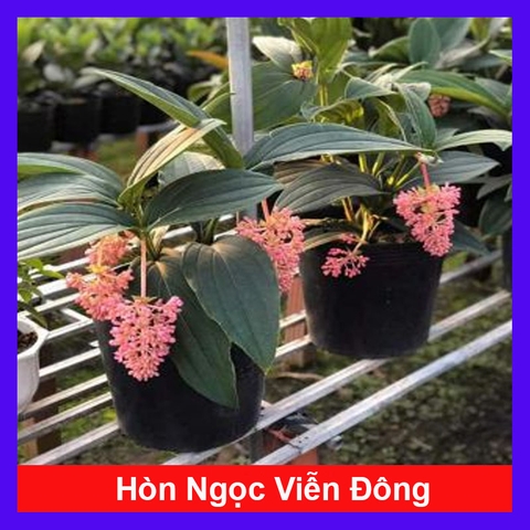 Cây Hòn Ngọc Viễn Đông