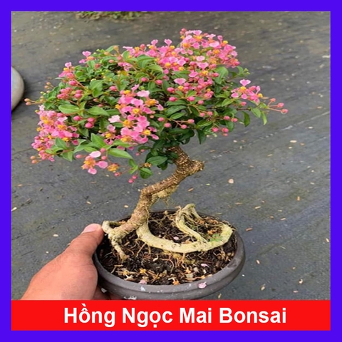 Cây Hồng Ngọc Mai Bonsai