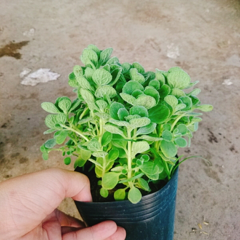 Cây Sen Thơm - Cây Nhất Mạc Hương