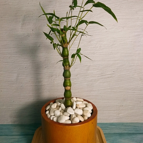 Cây Trúc Đùi Ếch Mini - Cây Trúc Quan Âm