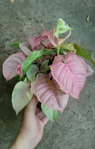 Cây Trầu Bà Hồng