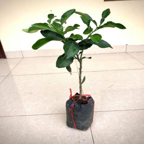 Cây Bưởi Da Xanh