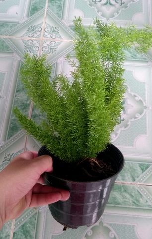 Cây Đuôi Chồn