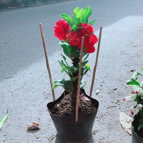 Cây Xương Rồng Đỏ