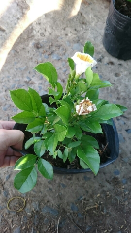 Cây Nguyệt Quế Lá Lớn