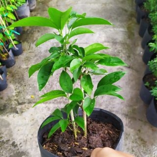 Cây Lan Tỏi