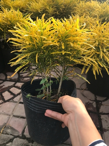 Cây Vàng Bạc Lá Nhỏ