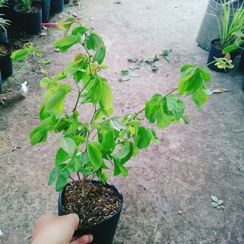 Cây Điệp Lào