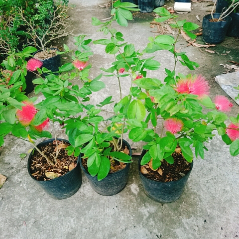 Cây Điệp Lào