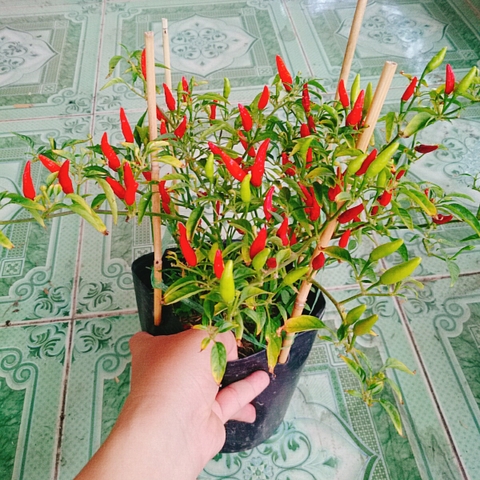 Cây Ớt Hiểm