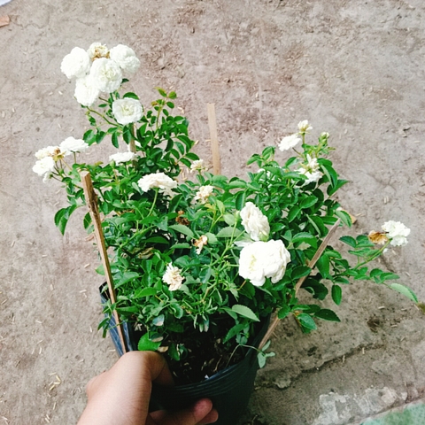 Cây Hồng Bạch Trà