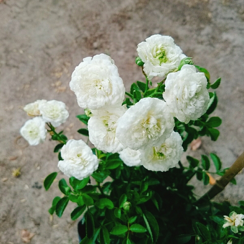 Cây Hồng Bạch Trà