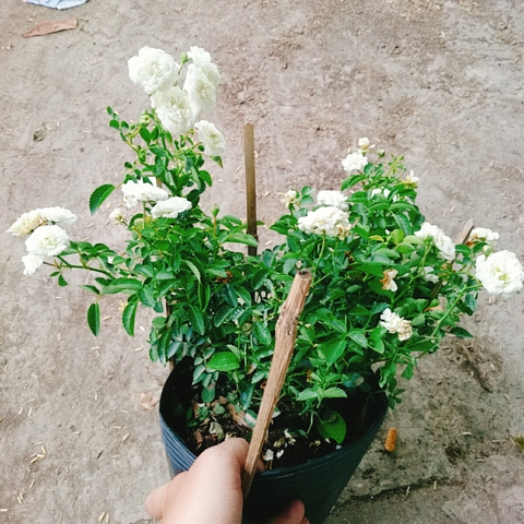 Cây Hồng Bạch Trà