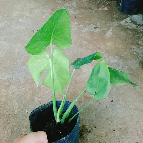 Cây Trầu Bà Lá Xẻ