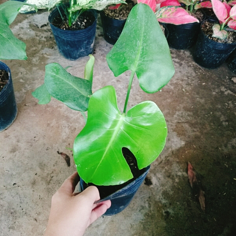 Cây Trầu Bà Lá Xẻ
