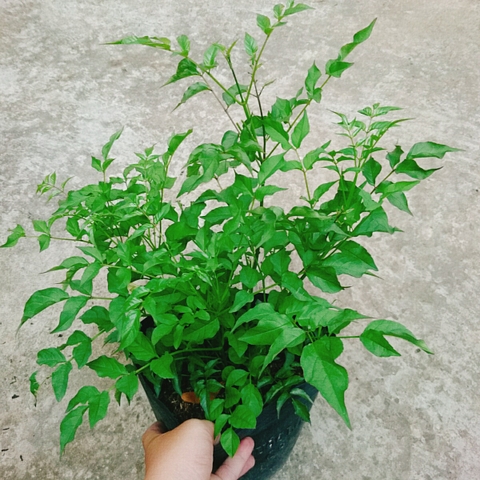 Cây Hồng Thiên Hương