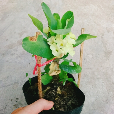 Cây Xương Rồng Trắng