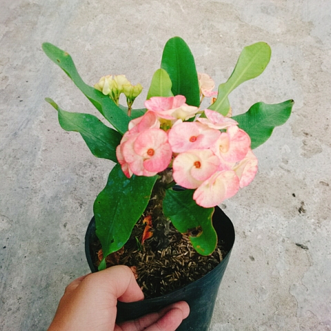 Cây Xương Rồng Hồng