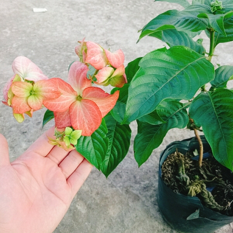 Cây Bướm Hồng