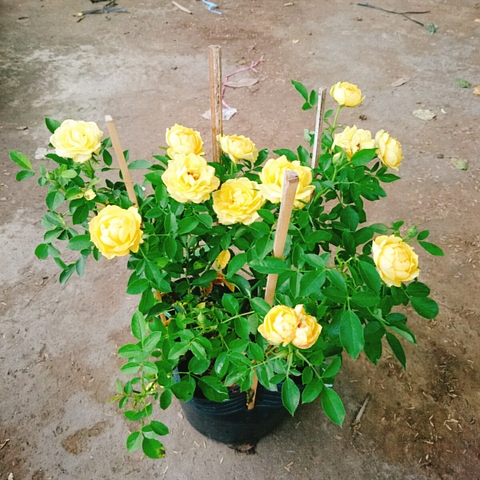 Cây Hồng Tỉ Muội Vàng