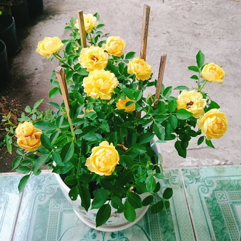 Cây Hồng Tỉ Muội Vàng