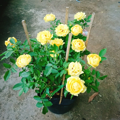 Cây Hồng Tỉ Muội Vàng