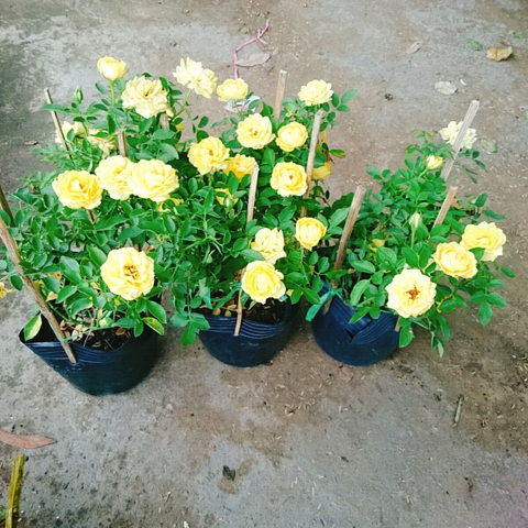 Cây Hồng Tỉ Muội Vàng