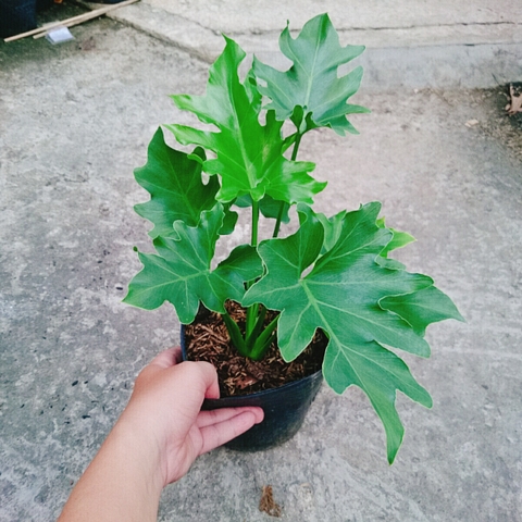 Cây Trầu Bà Thanh Xuân