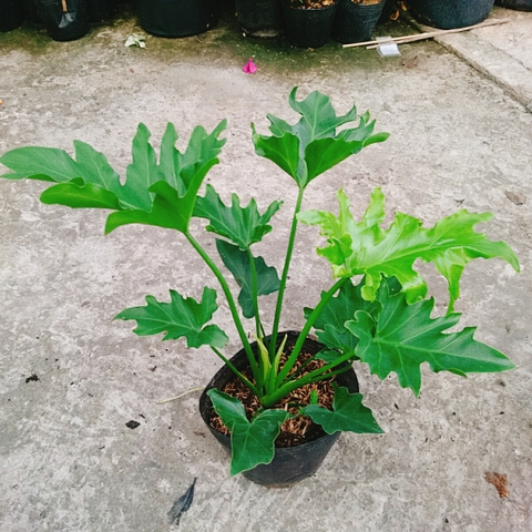 Cây Trầu Bà Thanh Xuân