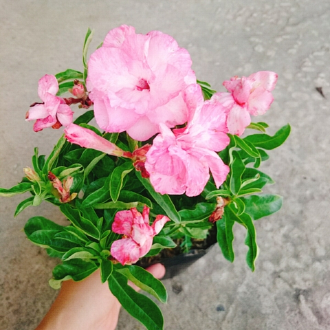 Cây Sứ Kỳ Duyên