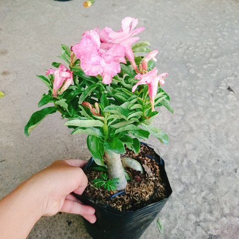 Cây Sứ Kỳ Duyên