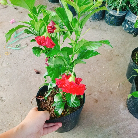 Cây Dâm Bụt Kép Đỏ