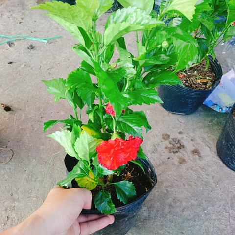Cây Dâm Bụt Kép Đỏ