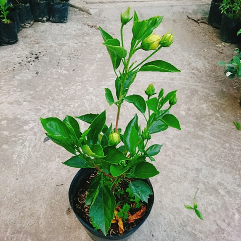 Cây Dâm Bụt Kép Vàng
