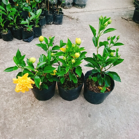 Cây Dâm Bụt Kép Vàng