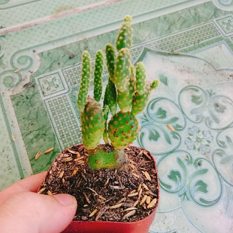 Cây Xương Rồng Tai Thỏ (Nhỏ)